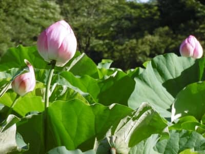 薬師池公園の大賀ハス | 塗装の話