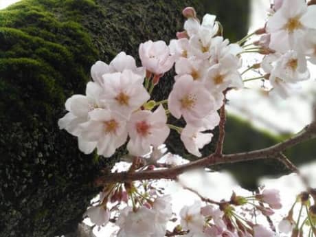 明日2日(日)・3日(月)は定休日につきお休みさせていただきます (外壁塗装は町田市の丁寧な塗装店ぺんき屋美装へ) | 塗装の話
