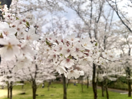 4月9日(水)は臨時休業いたします（町田市の外壁と屋根のことなら　ぺんき屋美装） | その他