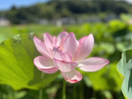 8月の定休日について（町田市の外壁と屋根のことなら　ぺんき屋美装） | その他